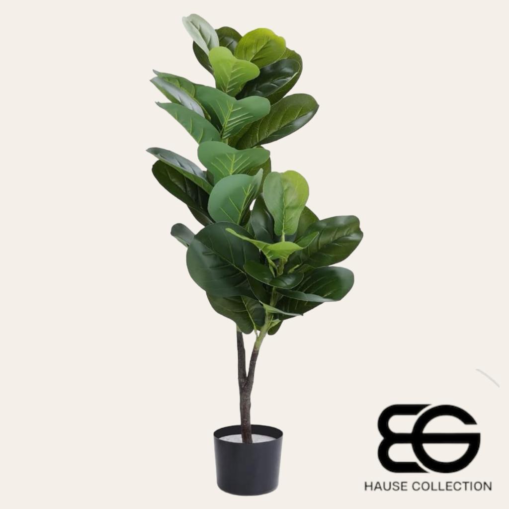 Planta Ficus